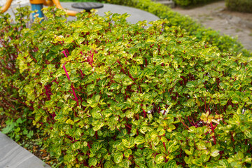 Wall Mural - Iresine herbstii or Herbst's bloodleaf is a species of flowering plant in the family Amaranthaceae. Some call this plant the chicken gizzard plant. Red Blood Leaf Ornamental Plant.