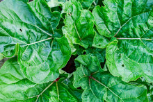Top View Of Big Green Leaves Of A Cabbage Plant 