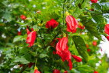 Fototapeta Sawanna - red flower of China rose, rose of Sharon, hardy hibiscus, rose mallow, Chinese hibiscus, Hawaiian hibiscus or shoeblackplant.