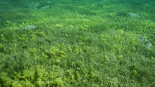 Seabed Covered With Green Seagrass. Seagrass Meadow With Blooming Green Round Leaf Sea Grass Or Noodle Seagrass (Syringodium Isoetifolium) In Evening, Red Sea, Safaga, Egypt