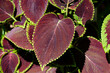liście rośliny koleus ver 1