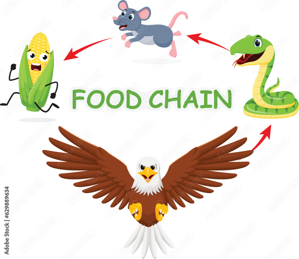 Cartoon animal food chain diagram, corn, mouse, snake and eagle