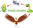 Cartoon animal food chain diagram, corn, mouse, snake and eagle, Isolated on white background