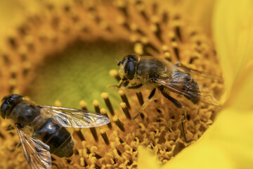 Wall Mural - Closeup of a honey bee sitting with pollen in a yellow brilliant sunflower at a summer day