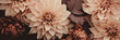 canvas print picture - Banner, herbstlicher Hintergrund mit Nahaufnahmen von Dahlien Blüten in gedämpften Erdfarben, altrosa, braun und beige