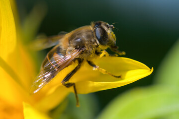 Wall Mural - Closeup of a honey bee sitting with pollen in a yellow brilliant sunflower at a summer day