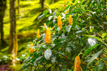 Wall Mural - Pachystachys lutea, known as the golden shrimp plant or lollipop plant