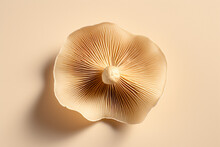 Minimalist Mushroom With Gills Close Up On A Beige Background