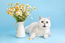 White British Cat Meows. Daisies In A Vase On A Blue Background. Postcard. Photo