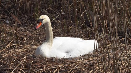 Sticker - female white swan sits on a nest in the reeds on the lake