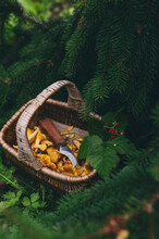 Wild Edible Mushrooms - Chanterelles - Picked In Basket In Woods