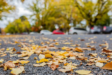 Yellow Autumn Leaves Scattered On Road In Country Town