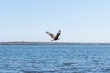 Hawk / eagle in flight on the river