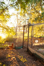 Isa Brown Hen Chook In Chicken Yard On Farm
