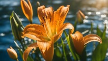 The Allure Of An Orange Garden Lily, Bathed In The Soft Morning Sunlight, With Dew Drops Like Tiny Jewels Enhancing Its Splendor