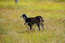 Little Black Goat On The Grassy Field On Pasture Isolated Close Up  