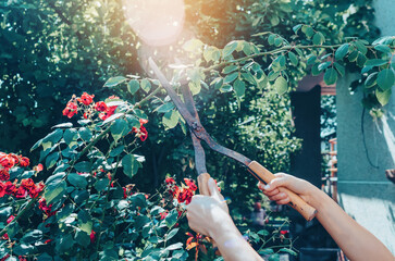 Wall Mural - Garden hand shears prune rose bushes. Gardener pruning rose bushes in the garden