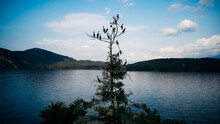 USA, New York State, Hague, Flirtation Island, Birds Perching On Tree By Lake George