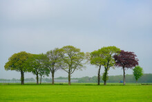 Netherlands, Noord-Brabant, Trees In Green Field In Spring