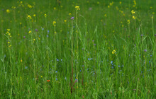 Netherlands, Noord-Brabant, Wildflowers In Spring