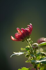 Wall Mural - Closeup shot of a vibrant chrysanthemum flower growing in a lush green grassy field.