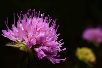 Sticker - Close-up view of a vibrant and delicate pink flower in bloom