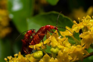 Canvas Print - Insect with vibrant red antennae perched atop a delicate flower stem