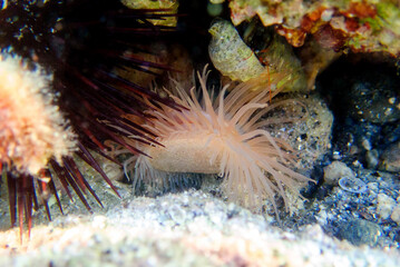 Wall Mural - Limaria hians - Gaping fileclam, underwater image into the Mediterranean sea