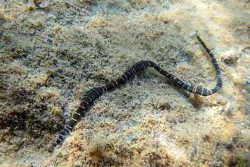 Canvas Print - Very rare imge of banded bootlace sea worm - (Notospermus geniculatus), Underwater image into the Mediterranean sea