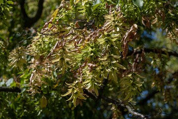 Sticker - Hornbeam seeds in detail with a leaf.