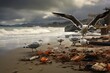 seagulls scavenging for scarce food on beach