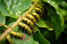 caterpillars munching on leaves, causing holes