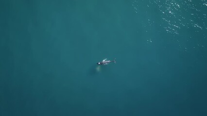 Wall Mural - Drone view above a whale swimming in the turquoise shiny sea water