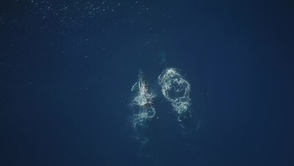 Wall Mural - Drone view above two whales splashing in the turquoise sea water