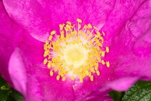 Vibrant Pink Flower With A Distinctive Yellow Stamen Protruding From The Center.