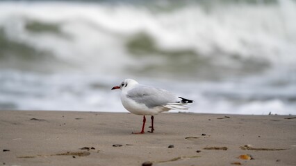 Poster - Closeup of a seagull standing on the shoreline of a beach