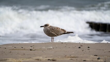 A closeup shot of a European herring gull on the beach shore