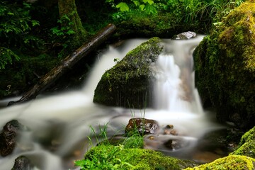 Canvas Print - Stream running through coniferous forest in Black Forest South Germany. Flowing water over stones