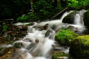 Poster - Stream running through coniferous forest in Black Forest South Germany. Flowing water over stones