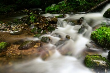 Wall Mural - Stream running through coniferous forest in Black Forest South Germany. Flowing water over stones