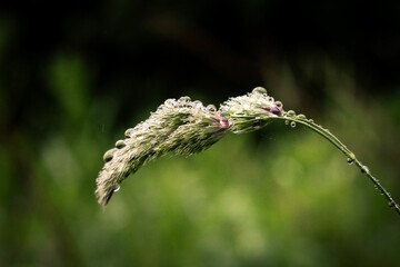 Poster - Water drops on summer grass. Like beads after rain in the foliage of the european forest in germany