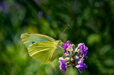 Sticker - Brimstone butterfly on lavender