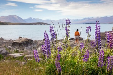 Poster - Lupin blooms on the shores of beautiful Lake Tekapo in New Zealand