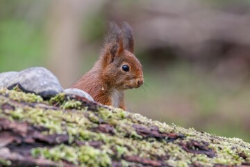 Poster - Closeup of a red squirrel on a tree log in a forest with a blurry background