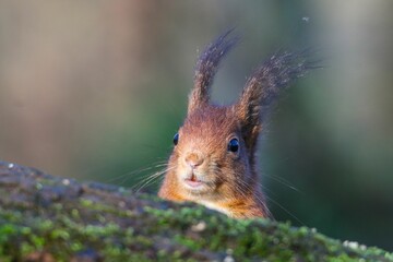 Poster - Closeup of a red squirrel on a tree log in a forest with a blurry background