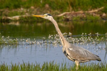 Sticker - Closeup shot of a heron perched on a rock in the middle of a tranquil body of water