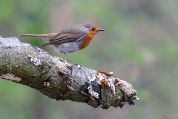 Sticker - Closeup of a robin (Erithacus rubecula) on a tree trunk against a blurred background