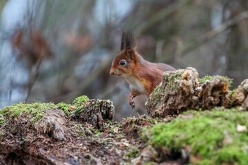 Wall Mural - Closeup of a common squirrel (Sciurus vulgaris) on a trunk of a tree against a blurred background