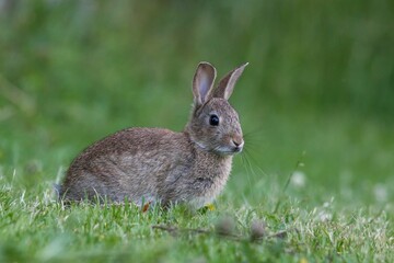Sticker - Cute brown bunny nestling in a lush green field