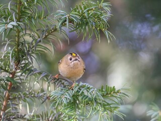 Sticker - Goldcrest perched on a tree branch, gazing out into the distance